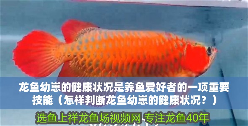 龍魚幼崽的健康狀況是養(yǎng)魚愛好者的一項(xiàng)重要技能（怎樣判斷龍魚幼崽的健康狀況？）