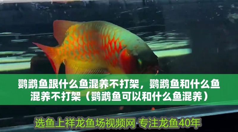 鸚鵡魚跟什么魚混養(yǎng)不打架，鸚鵡魚和什么魚混養(yǎng)不打架（鸚鵡魚可以和什么魚混養(yǎng)）