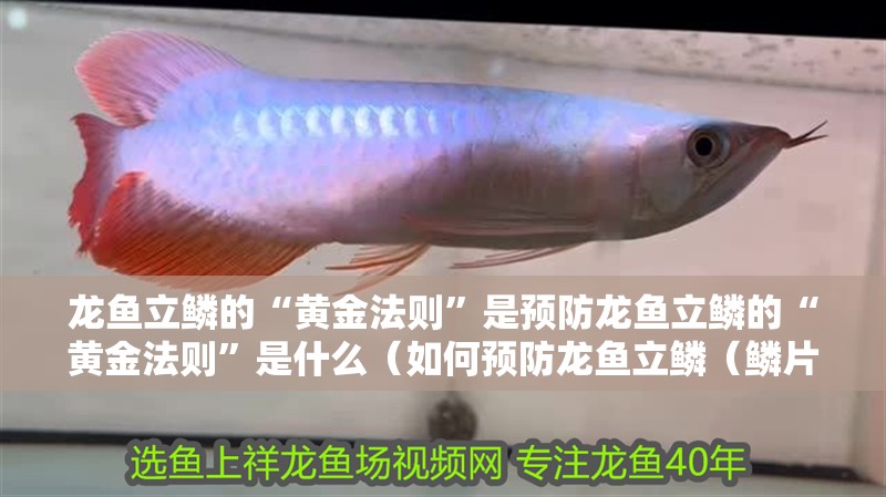 龍魚立鱗的“黃金法則”是預(yù)防龍魚立鱗的“黃金法則”是什么（如何預(yù)防龍魚立鱗（鱗片翹起））