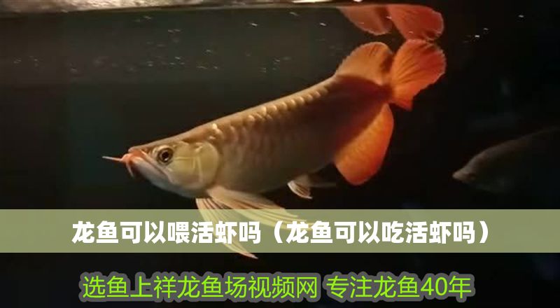 龍魚可以喂活蝦嗎（龍魚可以吃活蝦嗎）