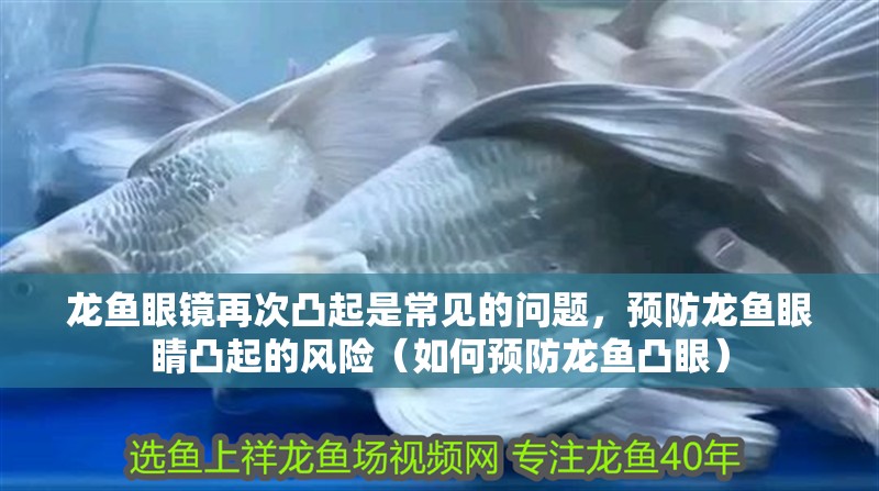 龍魚眼鏡再次凸起是常見的問題，預防龍魚眼睛凸起的風險（如何預防龍魚凸眼） 龍魚眼鏡再次凸起是常見的問題，預防龍魚眼睛凸起的風險（如何預防龍魚凸眼） 龍魚百科 第2張