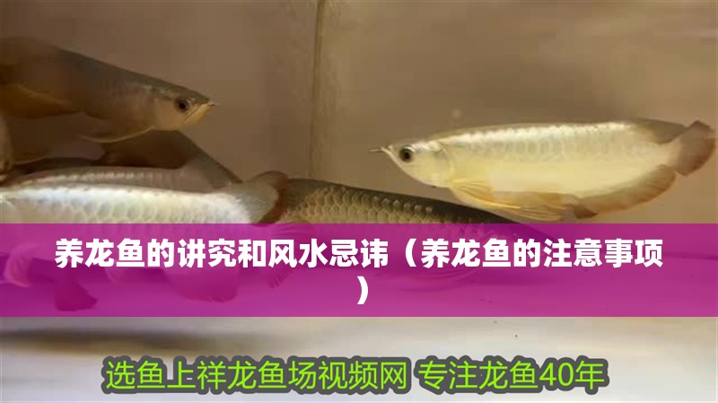 養龍魚的講究和風水忌諱（養龍魚的注意事項）