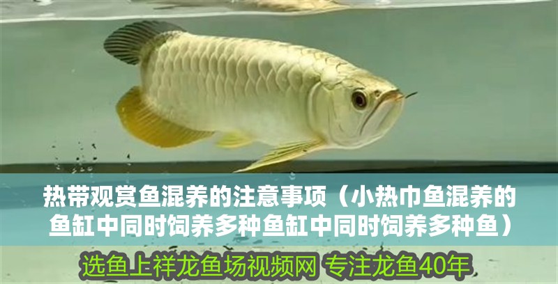 熱帶觀賞魚混養的注意事項（小熱巾魚混養的魚缸中同時飼養多種魚缸中同時飼養多種魚）