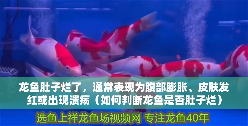 龍魚(yú)肚子爛了，通常表現(xiàn)為腹部膨脹、皮膚發(fā)紅或出現(xiàn)潰瘍（如何判斷龍魚(yú)是否肚子爛）