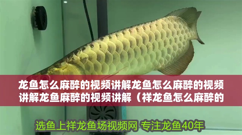 龍魚怎么麻醉的視頻講解龍魚怎么麻醉的視頻講解龍魚麻醉的視頻講解（祥龍魚怎么麻醉的視頻講解龍魚怎么麻醉的視頻講解龍魚怎么麻醉）