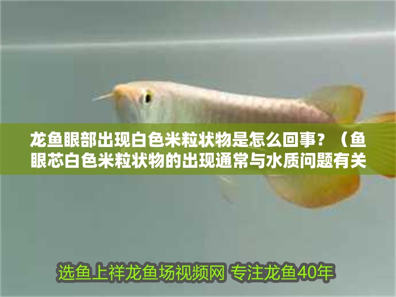 龍魚眼部出現白色米粒狀物是怎么回事？（魚眼芯白色米粒狀物的出現通常與水質問題有關）