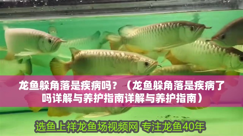 龍魚躲角落是疾病嗎？（龍魚躲角落是疾病了嗎詳解與養(yǎng)護指南詳解與養(yǎng)護指南）