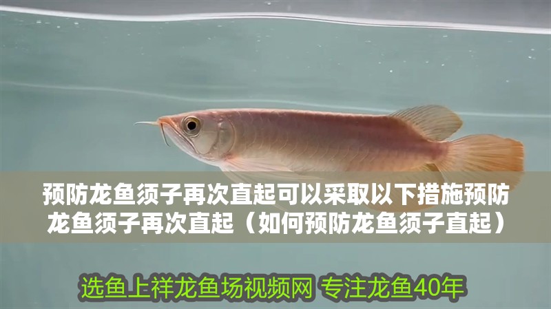 預(yù)防龍魚須子再次直起可以采取以下措施預(yù)防龍魚須子再次直起（如何預(yù)防龍魚須子直起）