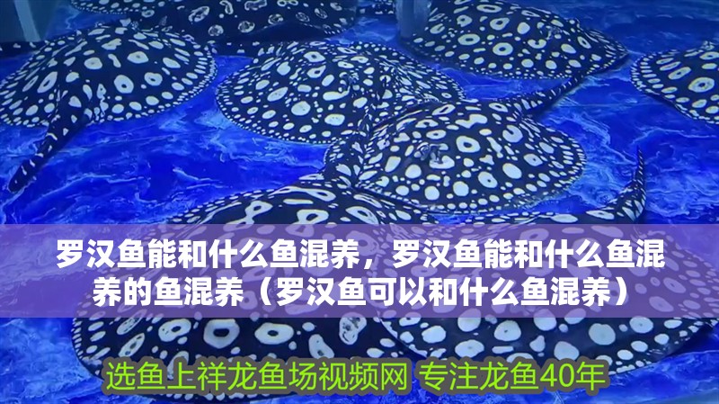 羅漢魚能和什么魚混養(yǎng)，羅漢魚能和什么魚混養(yǎng)的魚混養(yǎng)（羅漢魚可以和什么魚混養(yǎng)）