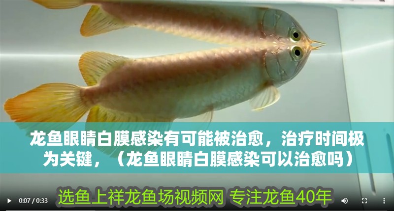 龍魚眼睛白膜感染有可能被治愈，治療時間極為關鍵，（龍魚眼睛白膜感染可以治愈嗎）