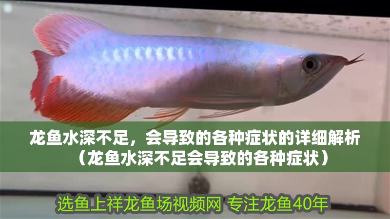 龍魚水深不足，會導致的各種癥狀的詳細解析（龍魚水深不足會導致的各種癥狀）