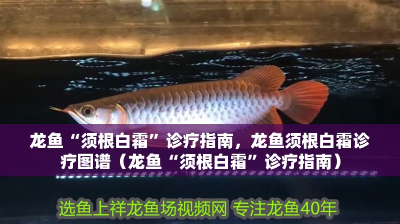 龍魚“須根白霜”診療指南，龍魚須根白霜診療圖譜（龍魚“須根白霜”診療指南）