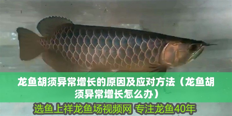 龍魚胡須異常增長的原因及應對方法（龍魚胡須異常增長怎么辦）