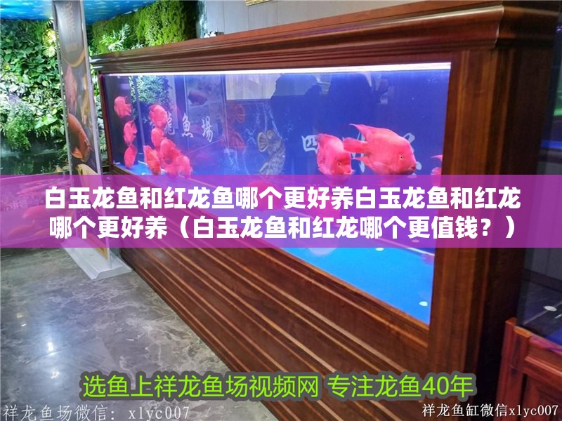 白玉龍魚和紅龍魚哪個更好養(yǎng)白玉龍魚和紅龍哪個更好養(yǎng)（白玉龍魚和紅龍哪個更值錢？）