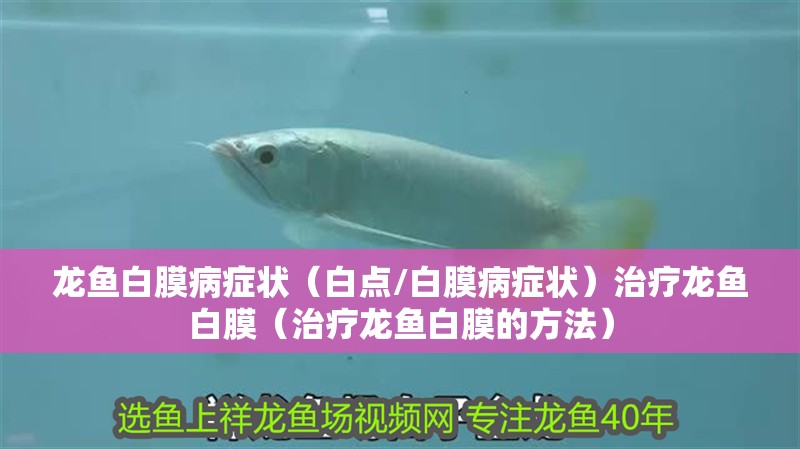 龍魚白膜病癥狀(白點/白膜病癥狀)治療龍魚白膜(治療龍魚白膜的方法) 龍魚百科 第2張 龍魚白膜病癥狀(白點/白膜病癥狀)治療龍魚白膜(治療龍魚白膜的方法) 龍魚白膜病癥狀(白點/白膜病癥狀)治療龍魚白膜(治療龍魚白膜的方法) 龍魚百科 第2張