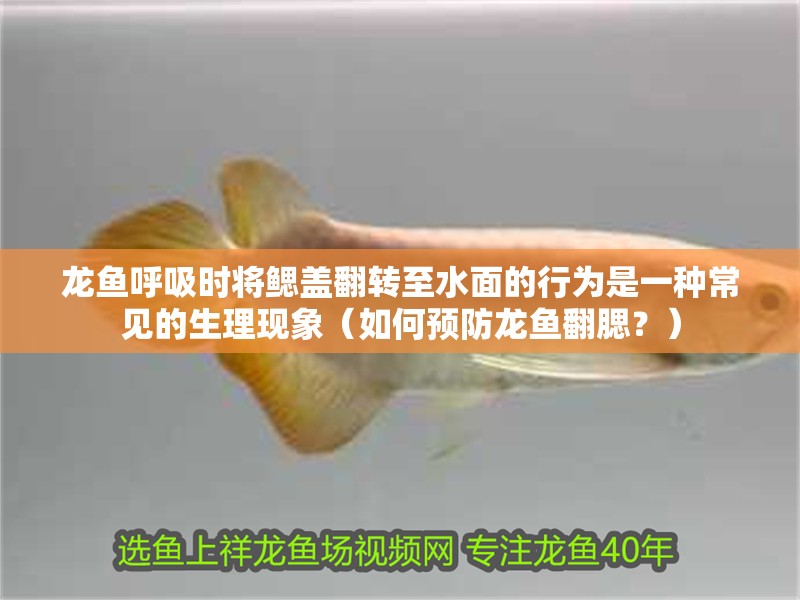 龍魚呼吸時將鰓蓋翻轉至水面的行為是一種常見的生理現象（如何預防龍魚翻腮？） 龍魚呼吸時將鰓蓋翻轉至水面的行為是一種常見的生理現象（如何預防龍魚翻腮？） 龍魚百科