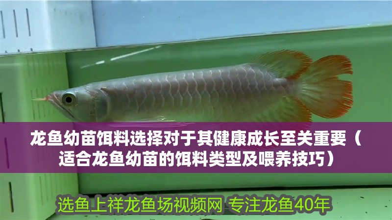 龍魚(yú)幼苗餌料選擇對(duì)于其健康成長(zhǎng)至關(guān)重要（適合龍魚(yú)幼苗的餌料類(lèi)型及喂養(yǎng)技巧） 龍魚(yú)幼苗餌料選擇對(duì)于其健康成長(zhǎng)至關(guān)重要（適合龍魚(yú)幼苗的餌料類(lèi)型及喂養(yǎng)技巧） 龍魚(yú)百科 第3張