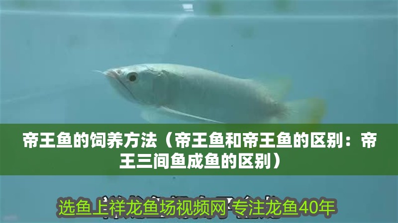 帝王魚的飼養(yǎng)方法（帝王魚和帝王魚的區(qū)別：帝王三間魚成魚的區(qū)別）