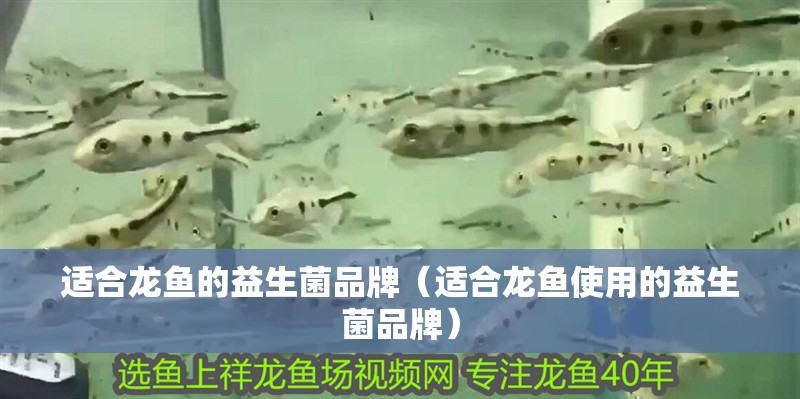 適合龍魚的益生菌品牌（適合龍魚使用的益生菌品牌）