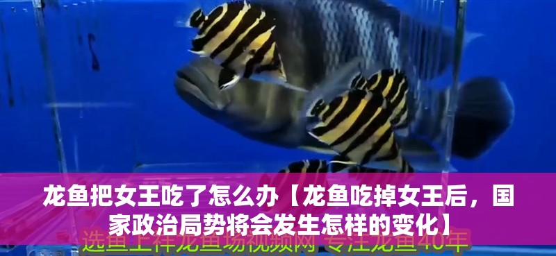 龍魚把女王吃了怎么辦【龍魚吃掉女王后，國家政治局勢將會發生怎樣的變化】