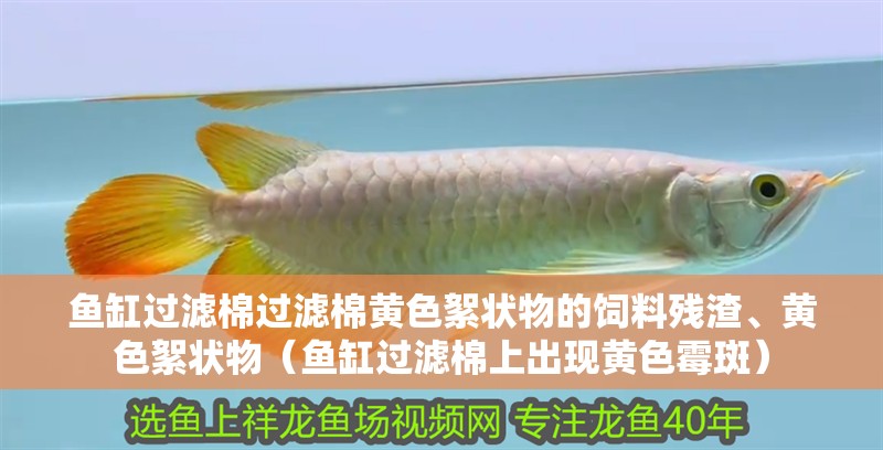 魚缸過濾棉過濾棉黃色絮狀物的飼料殘渣、黃色絮狀物（魚缸過濾棉上出現黃色霉斑）