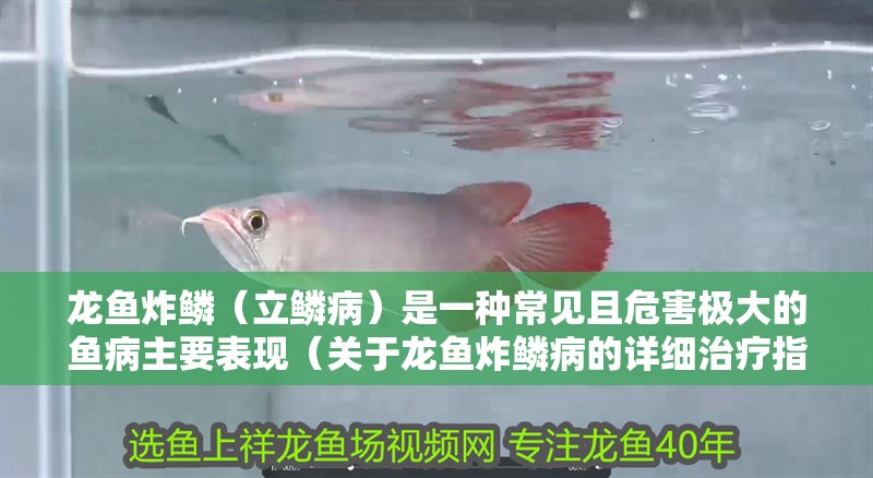 龍魚炸鱗（立鱗病）是一種常見且危害極大的魚病主要表現(xiàn)（關于龍魚炸鱗病的詳細治療指南）