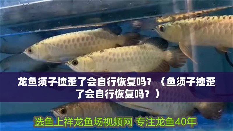 龍魚須子撞歪了會自行恢復(fù)嗎？（魚須子撞歪了會自行恢復(fù)嗎？）
