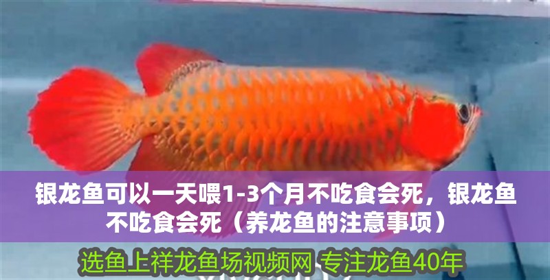 銀龍魚可以一天喂1-3個月不吃食會死，銀龍魚不吃食會死（養龍魚的注意事項）