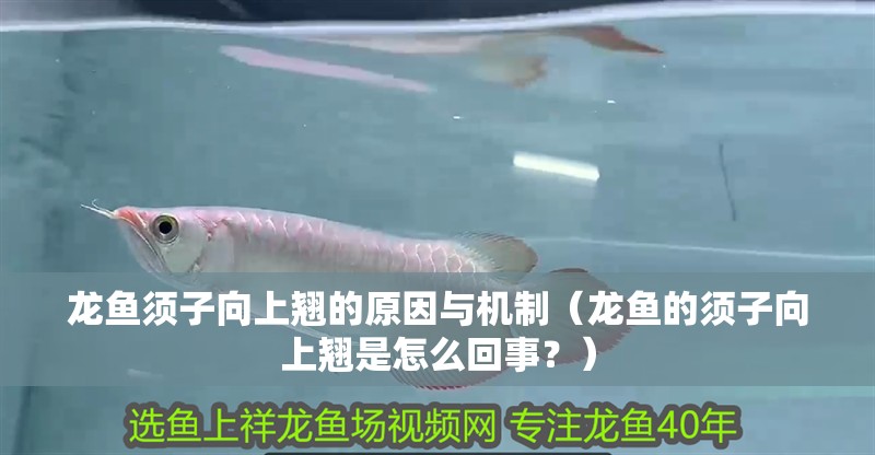龍魚須子向上翹的原因與機制（龍魚的須子向上翹是怎么回事？）