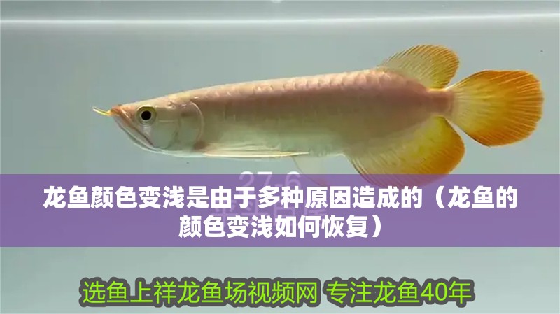 龍魚顏色變淺是由于多種原因造成的（龍魚的顏色變淺如何恢復(fù)）