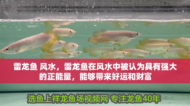 雷龍魚 風水，雷龍魚在風水中被認為具有強大的正能量，能夠帶來好運和財富