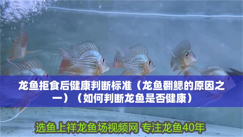 龍魚拒食后健康判斷標準（龍魚翻鰓的原因之一）（如何判斷龍魚是否健康）