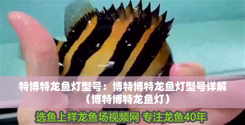 特博特龍魚燈型號：博特博特龍魚燈型號詳解（博特博特龍魚燈）
