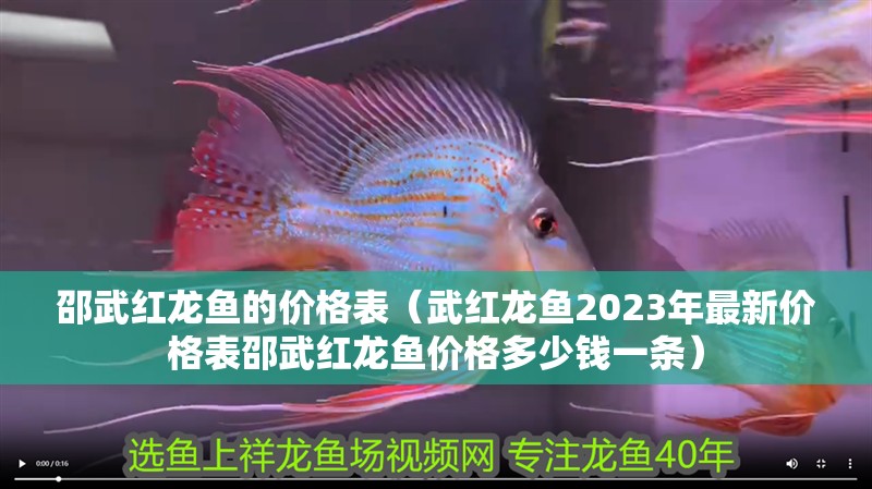 邵武紅龍魚的價(jià)格表（武紅龍魚2023年最新價(jià)格表邵武紅龍魚價(jià)格多少錢一條）
