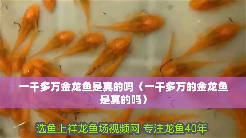 一千多萬金龍魚是真的嗎（一千多萬的金龍魚是真的嗎）