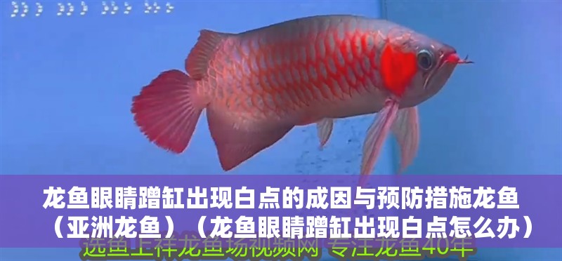 龍魚眼睛蹭缸出現白點的成因與預防措施龍魚（亞洲龍魚）（龍魚眼睛蹭缸出現白點怎么辦）