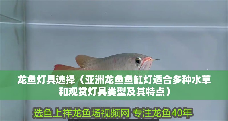 龍魚燈具選擇（亞洲龍魚魚缸燈適合多種水草和觀賞燈具類型及其特點(diǎn)）