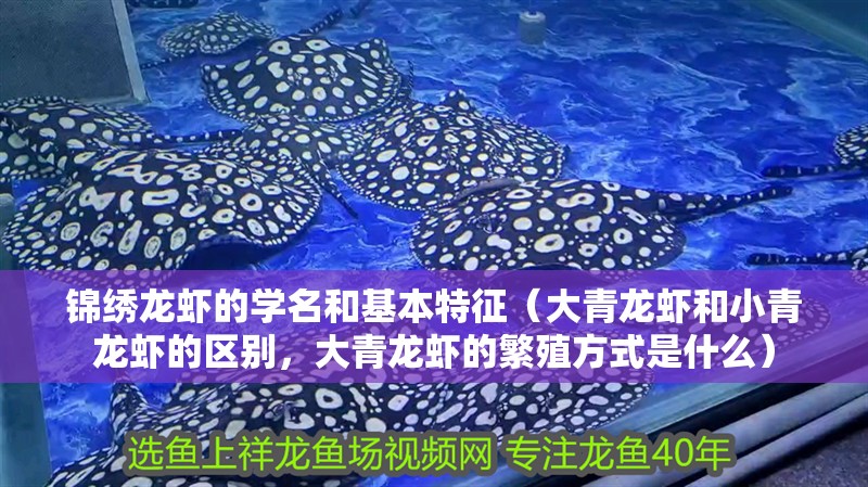 錦繡龍蝦的學名和基本特征（大青龍蝦和小青龍蝦的區(qū)別，大青龍蝦的繁殖方式是什么）