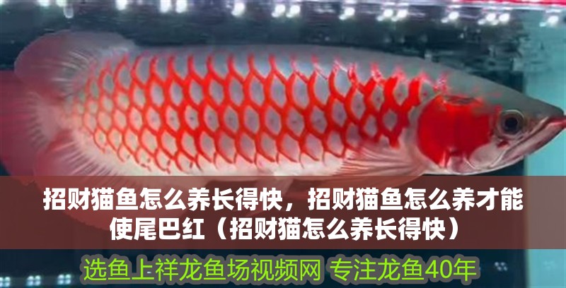 招財(cái)貓魚(yú)怎么養(yǎng)長(zhǎng)得快，招財(cái)貓魚(yú)怎么養(yǎng)才能使尾巴紅（招財(cái)貓?jiān)趺答B(yǎng)長(zhǎng)得快）