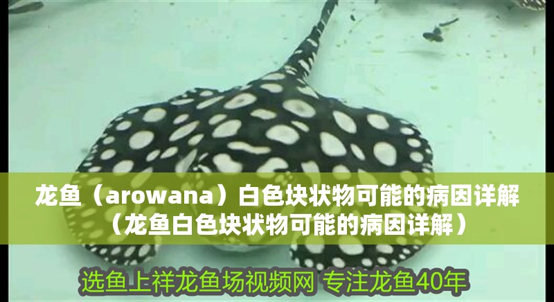 龍魚(yú)（arowana）白色塊狀物可能的病因詳解（龍魚(yú)白色塊狀物可能的病因詳解）