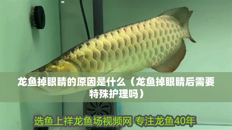 龍魚掉眼睛的原因是什么（龍魚掉眼睛后需要特殊護理嗎）
