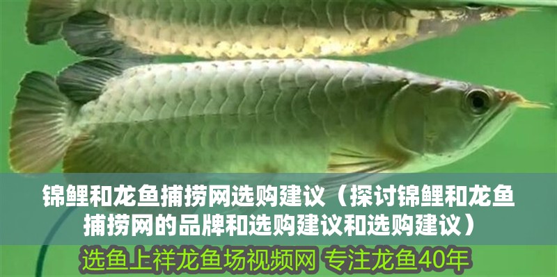 錦鯉和龍魚捕撈網(wǎng)選購建議（探討錦鯉和龍魚捕撈網(wǎng)的品牌和選購建議和選購建議）