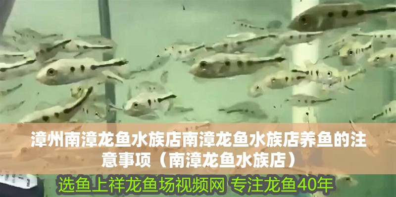漳州南漳龍魚水族店南漳龍魚水族店養(yǎng)魚的注意事項（南漳龍魚水族店）