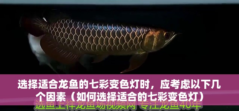 選擇適合龍魚的七彩變色燈時(shí)，應(yīng)考慮以下幾個(gè)因素（如何選擇適合的七彩變色燈）