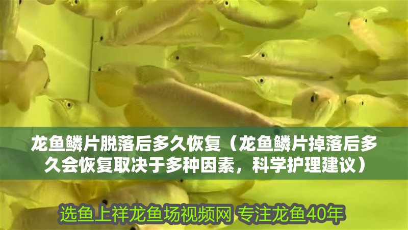龍魚鱗片脫落后多久恢復(fù)（龍魚鱗片掉落后多久會恢復(fù)取決于多種因素，科學(xué)護理建議）