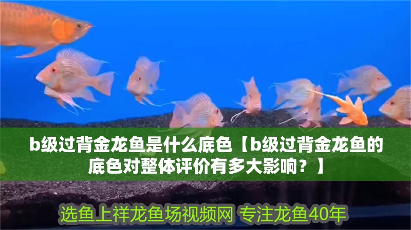 b級過背金龍魚是什么底色【b級過背金龍魚的底色對整體評價有多大影響？】