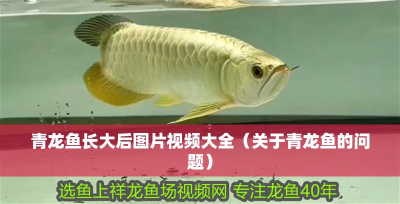 青龍魚長大后圖片視頻大全（關于青龍魚的問題）