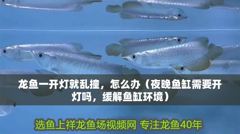 龍魚一開燈就亂撞，怎么辦（夜晚魚缸需要開燈嗎，緩解魚缸環(huán)境）