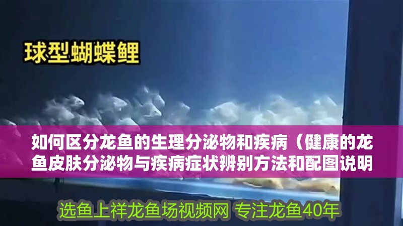 如何區分龍魚的生理分泌物和疾病（健康的龍魚皮膚分泌物與疾病癥狀辨別方法和配圖說明）