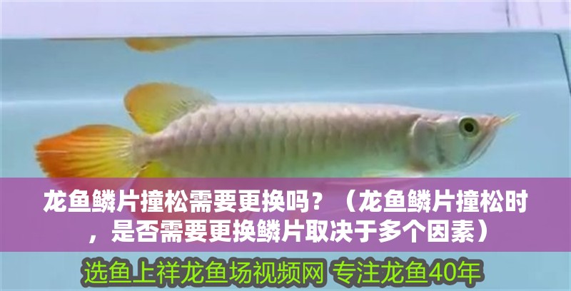 龍魚鱗片撞松需要更換嗎？（龍魚鱗片撞松時，是否需要更換鱗片取決于多個因素）